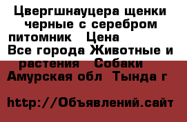 Цвергшнауцера щенки черные с серебром питомник › Цена ­ 30 000 - Все города Животные и растения » Собаки   . Амурская обл.,Тында г.